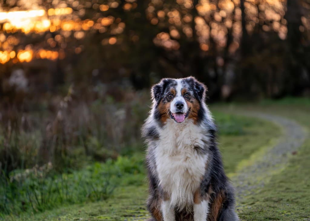 Orion, berger australien bleu merle, chien partenaire pour la socialisation avec Rémy Manescau